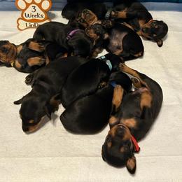 German Pinscher Puppies from LinDee Kennel