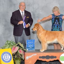 Golden Retriever Puppies from Aubergine Goldens