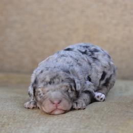 Light blue collar female - Merle female Bernedoodle puppy in Scottsboro, Alabama from Dixie Land Doodles