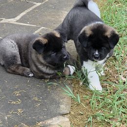 Akita Puppies from Folklore Akitas