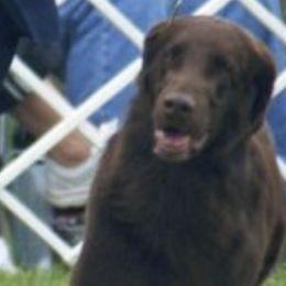 Flat-Coated Retrievers from Harlequin Flat-Coated Retrievers