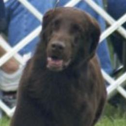 Flat-Coated Retrievers from Harlequin Flat-Coated Retrievers