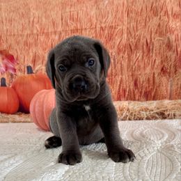 Nelson - Gray brindle male Cane Corso puppy in Loogootee, Indiana from Walnut Creek Cane Corso