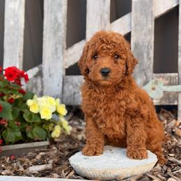 Victor - Red  male Goldendoodle puppy in Oxford, Pennsylvania from FriendlyPals