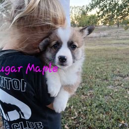Sugar Maple - Red female Pembroke Welsh Corgi puppy in Redfield, Kansas from Owenby's Corgi's