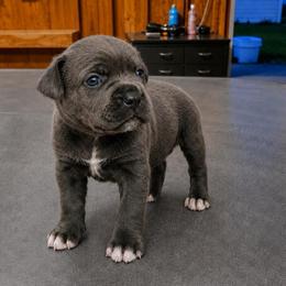 Pinky - Gray female Cane Corso puppy in Haslet, Texas from Trained To Go Corso Kennels (T.T.G. Corso Kennels)