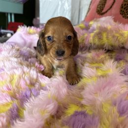 Jenny - Sable female Dachshund puppy in Lake City, Florida from My Ditzy Doxies of Florida