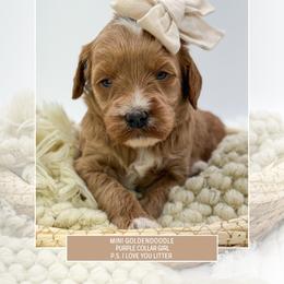 Purple collar - Red  female Goldendoodle puppy in Newcastle, Oklahoma from Ritzy Creek Doodles