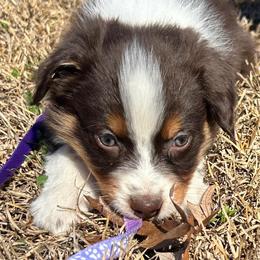 Cindy Lou - Red tri-color female Australian Shepherd puppy in Butler, Georgia from Aussies at Howling Hill Farm
