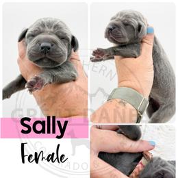 Sally - Blue female Great Dane puppy in Sac City, Iowa from Northern Great Danes of Colorado & Iowa