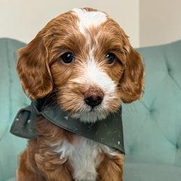 Rhodes - Red  Goldendoodle puppy in Chattanooga, Tennessee from Ruby's Kit & Ka'Doodles
