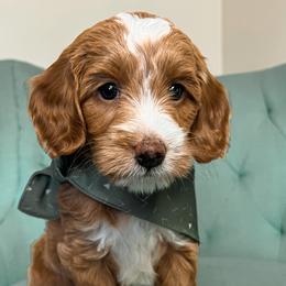 Rhodes - Red  Goldendoodle puppy in Chattanooga, Tennessee from Ruby's Kit & Ka'Doodles