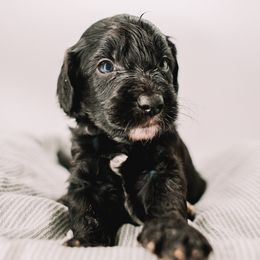 Black Boy - Black male Goldendoodle puppy in Mckinney, Texas from Doodles of North Tx