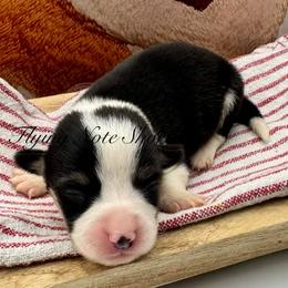 AKC Harper - Black and tan female Pembroke Welsh Corgi puppy in Casper, Wyoming from Flying Note Shorties