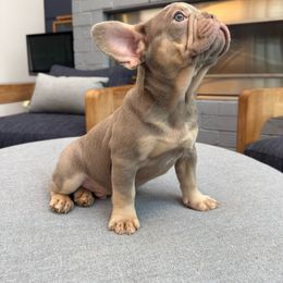 French Bulldogs from Flex Frenchies