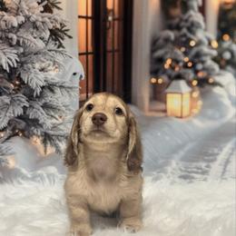 Angel - Cream female Dachshund puppy in Mountainburg, Arkansas from Charisma Dachshunds