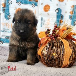 Boy 2 - Sable German Shepherd puppy in Ocala, Florida from Guardian Shepherds