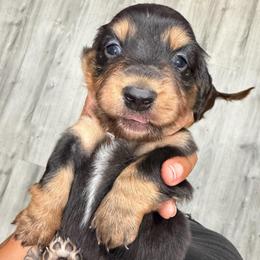Zero - Black and tan male Dachshund puppy in Rialto, California from DashiesDachLLC