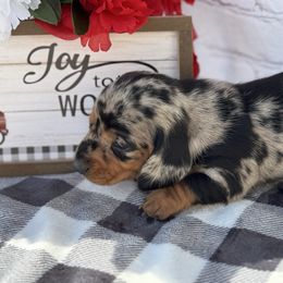 Ally - Dapple female Dachshund puppy in Colbert, Oklahoma from Brooke Crenshaw