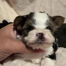 Lil Moo - Parti male Yorkshire Terrier puppy in Clarksville, Arkansas from K's Luxurious Yorkies