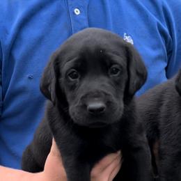 Labrador Retriever Puppies from Fetchmoore’s Labrador Retrievers