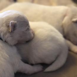 Samoyed Puppies from Morning Star Samoyeds