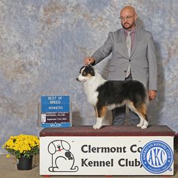 Suzy - Miniature American Shepherd