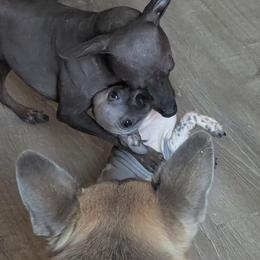 American Hairless Terrier Puppies from Bare Valley