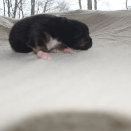 Girl 2 - Black tri-color female Australian Shepherd puppy in Russell Springs, Kentucky from Maggie Withers' Australian Shepherds