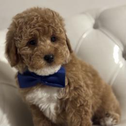 Duckie - Brown male Bernedoodle puppy in Gainesville, Florida from Alyssa Xxweetdoodles