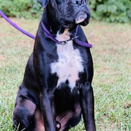 Hansel - Boxer