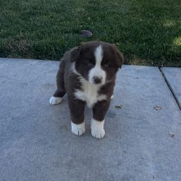 Ruby - Red tri female Miniature Australian Shepherd puppy in California from Eagle River Aussies