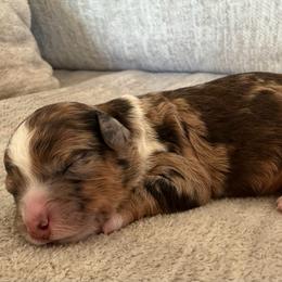 Hershey - Chocolate merle female Bernedoodle puppy in Lamar, Colorado from Jozlyn’s Pups