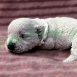 White - White female West Highland White Terrier puppy in Cleveland Tx, Texas from Pixie Hollow Westies