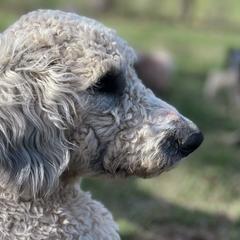 Lily - Saint Berdoodle