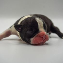 Dilly - Black brindle and white male Boston Terrier puppy in Youngstown, Pennsylvania from Kingston Boston Terriers