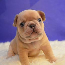 French Bulldog Puppies from DeSollar French Bulldogs