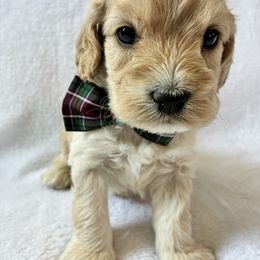 Hiccup - Buff and white male Cockapoo puppy in Adrian, Oregon from ApplebyFarm