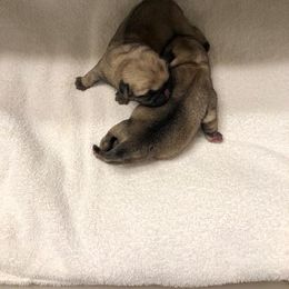 Pug Puppies from KNGZ Kennel