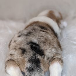 American Corgi and Pembroke Welsh Corgi Puppies from Chloe's Colorful Corgis