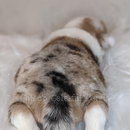 American Corgi and Pembroke Welsh Corgi Puppies from Chloe's Colorful Corgis