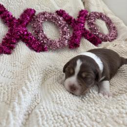 Cupid - Red tri-color female Miniature American Shepherd puppy in Henrietta, New York from Morning Glory Minis