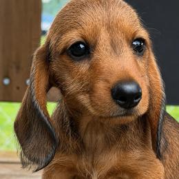 Janet - Red female Dachshund puppy in Greenup, Kentucky from Tygart Creek Dachshunds