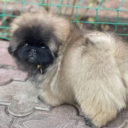 Boy Fawn - Fawn male Pekingese puppy in Florida from LionPalace