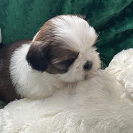 Boy 2 - Red and white male Shih Tzu puppy in Centralia, Washington from FRUFFLES SHIH TZUS