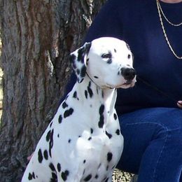 Dalmatians from Starchart Dalmatians