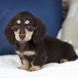 Coco - Chocolate and cream female Dachshund puppy in Fredonia, Arizona from Kaibab Dachshunds
