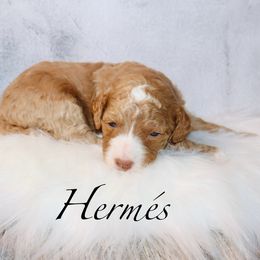 Hermès - Red female Bernedoodle puppy in Ohio from Moore Doodles