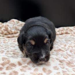 Boy 2 - Black tri male Miniature Australian Shepherd puppy in Arcadia, Indiana from Sunset Cowgirl Mini Aussies