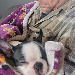 Boston Terrier Puppies from Big Sky Bostons